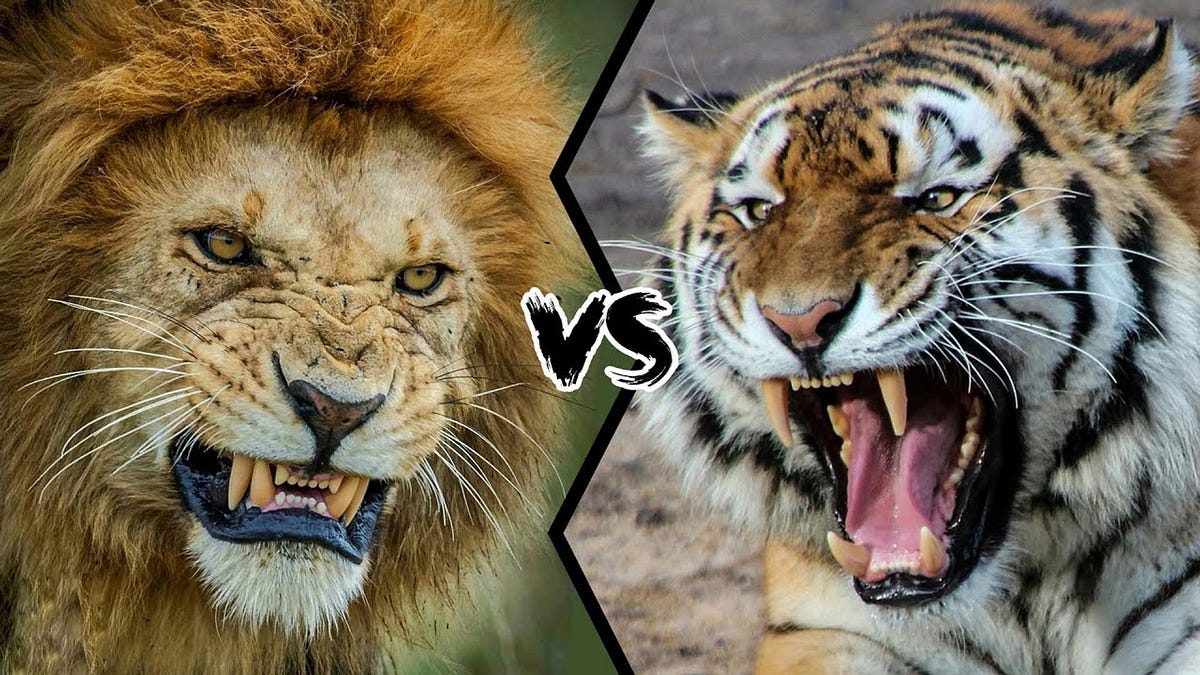 Lion vs Tiger: Who Is Stronger ?. Historically, comparing the lion and ...