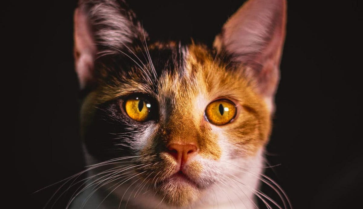 Cats With Copper Eyes. Cats have long been revered for their… | by Xeepet |  Medium