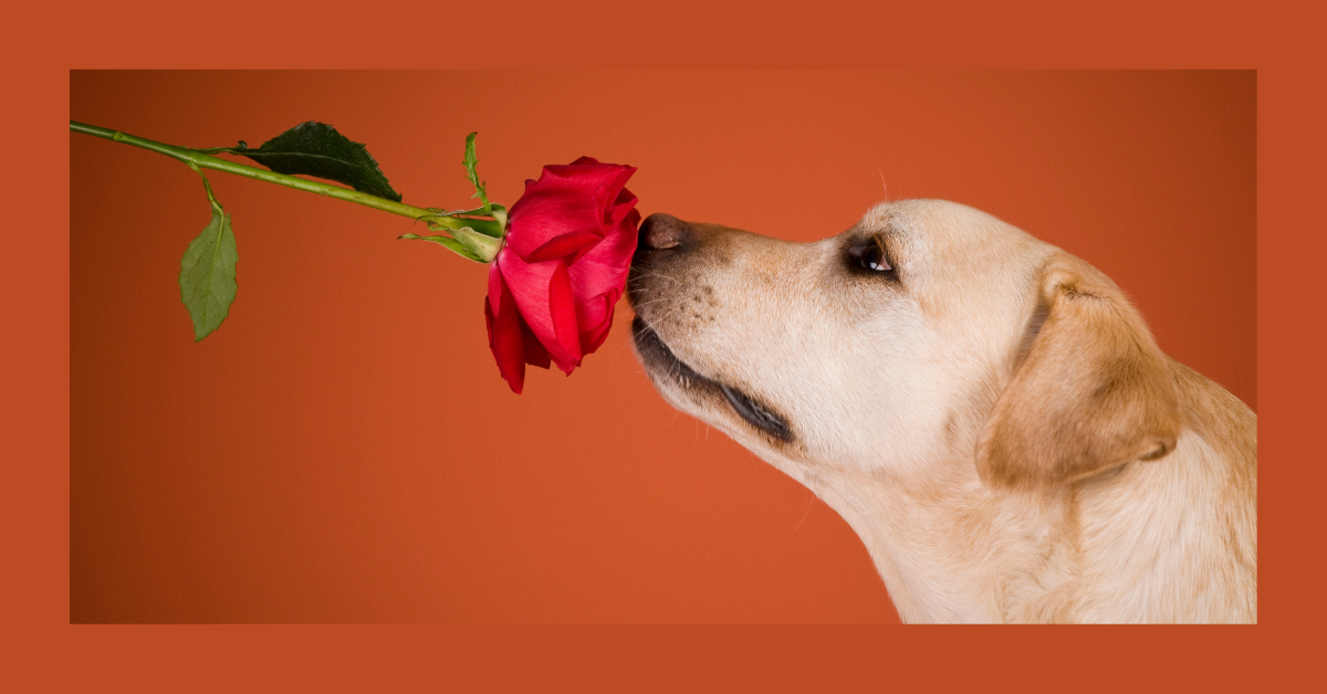 How To Improve Dogs Breath Naturally? A Comprehensive Guide For 2024