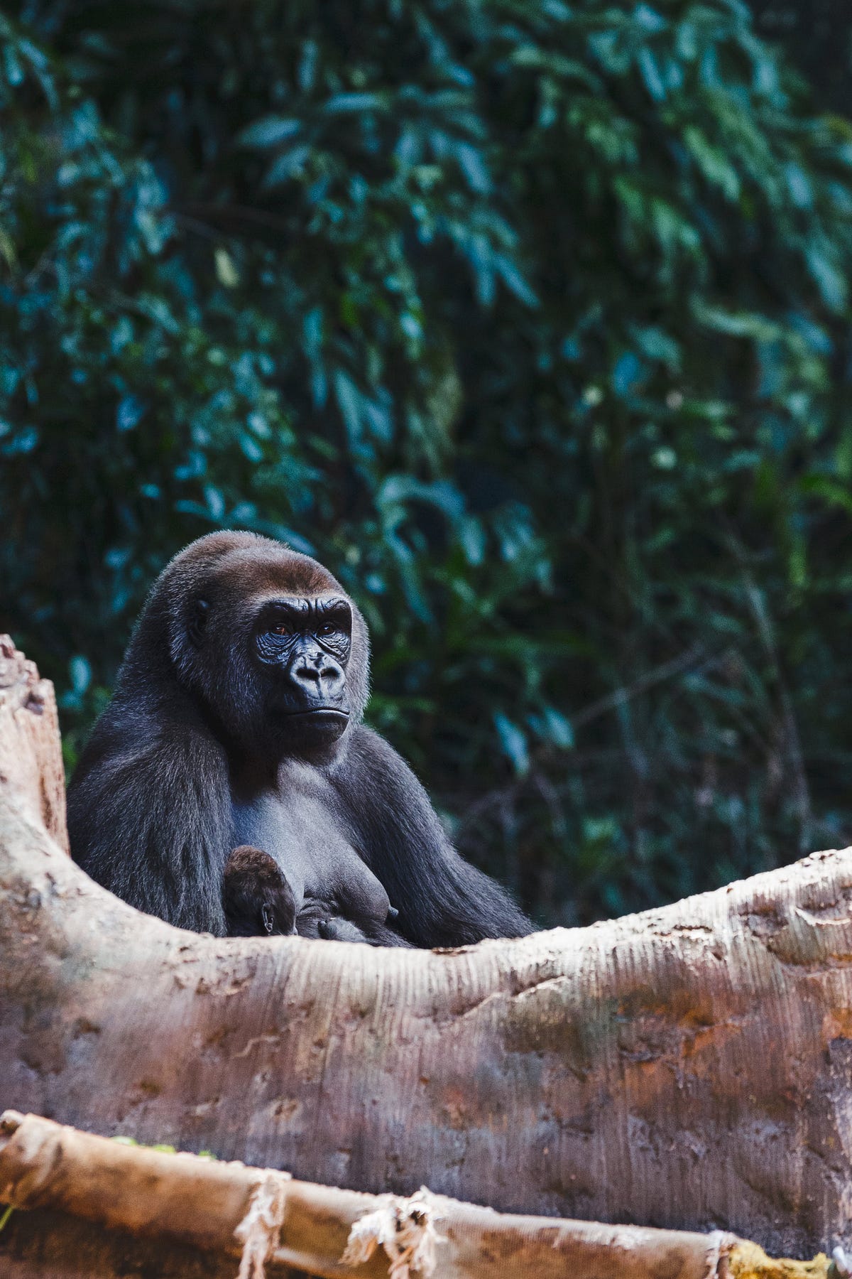 Teen Gorilla in Chicago Zoo Getting Too Much Screen Time from Visitors