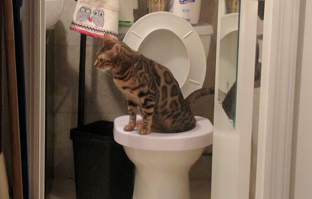 Using agile to toilet train my cat by Jennifer Whyte Medium
