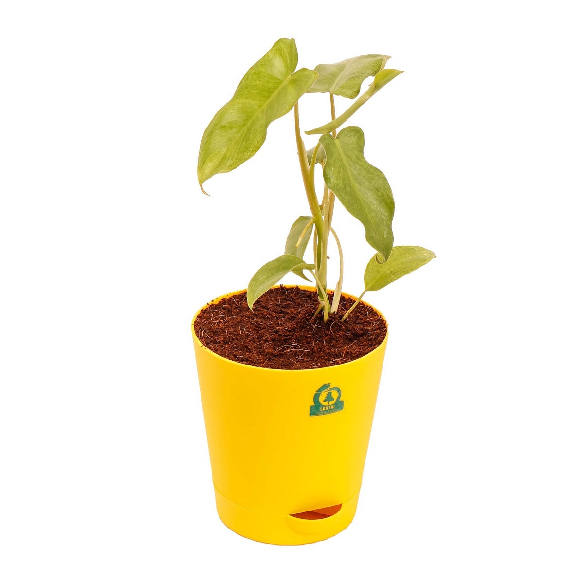 Philodendron Paraiso Verde Buy The Philodendron Paraiso Verde By philodendron-paraiso-verde-buy-the-philodendron-paraiso-verde-by