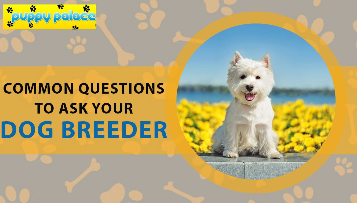 6 Common Questions To Ask Your Dog Breeder by Puppy Palace Medium