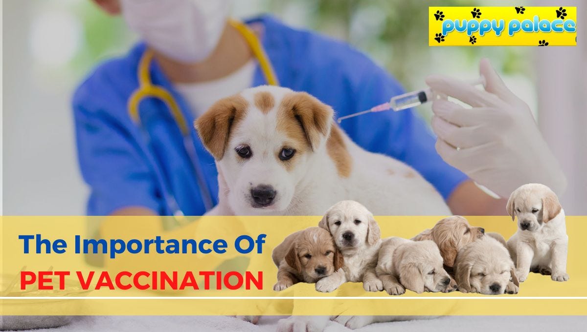 The Importance Of Pet Vaccination by Puppy Palace Medium
