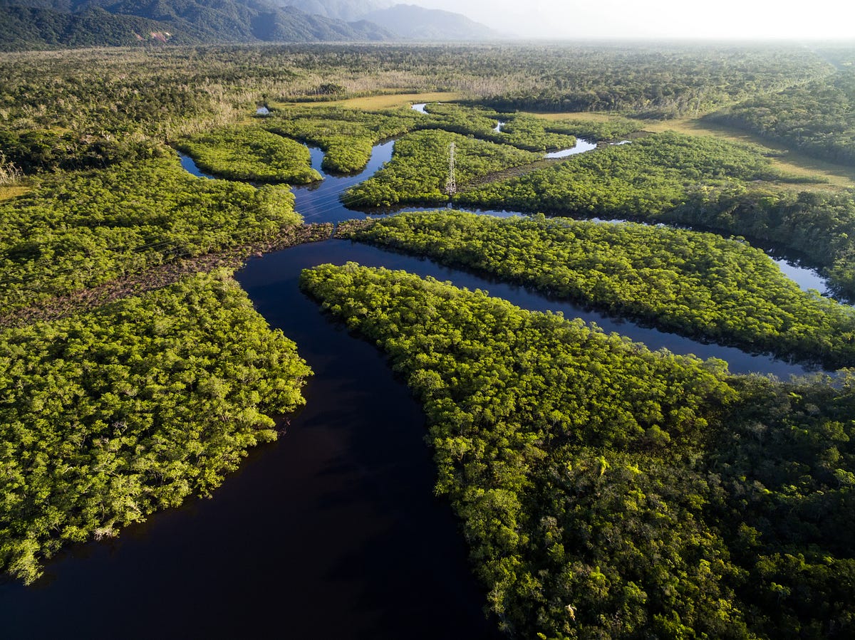 Part 3 5 Amazon Rainforest The Amazon Rainforest Is The Largest By Evolving Thoughts Medium