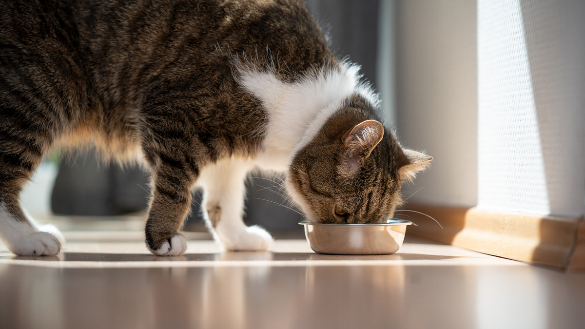 Is it safe to feed cats frozen yogurt? by Sam Peters Oct, 2023 Medium