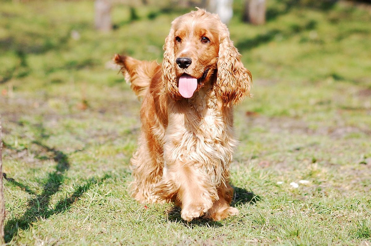 Cocker spaniel best sale food allergies