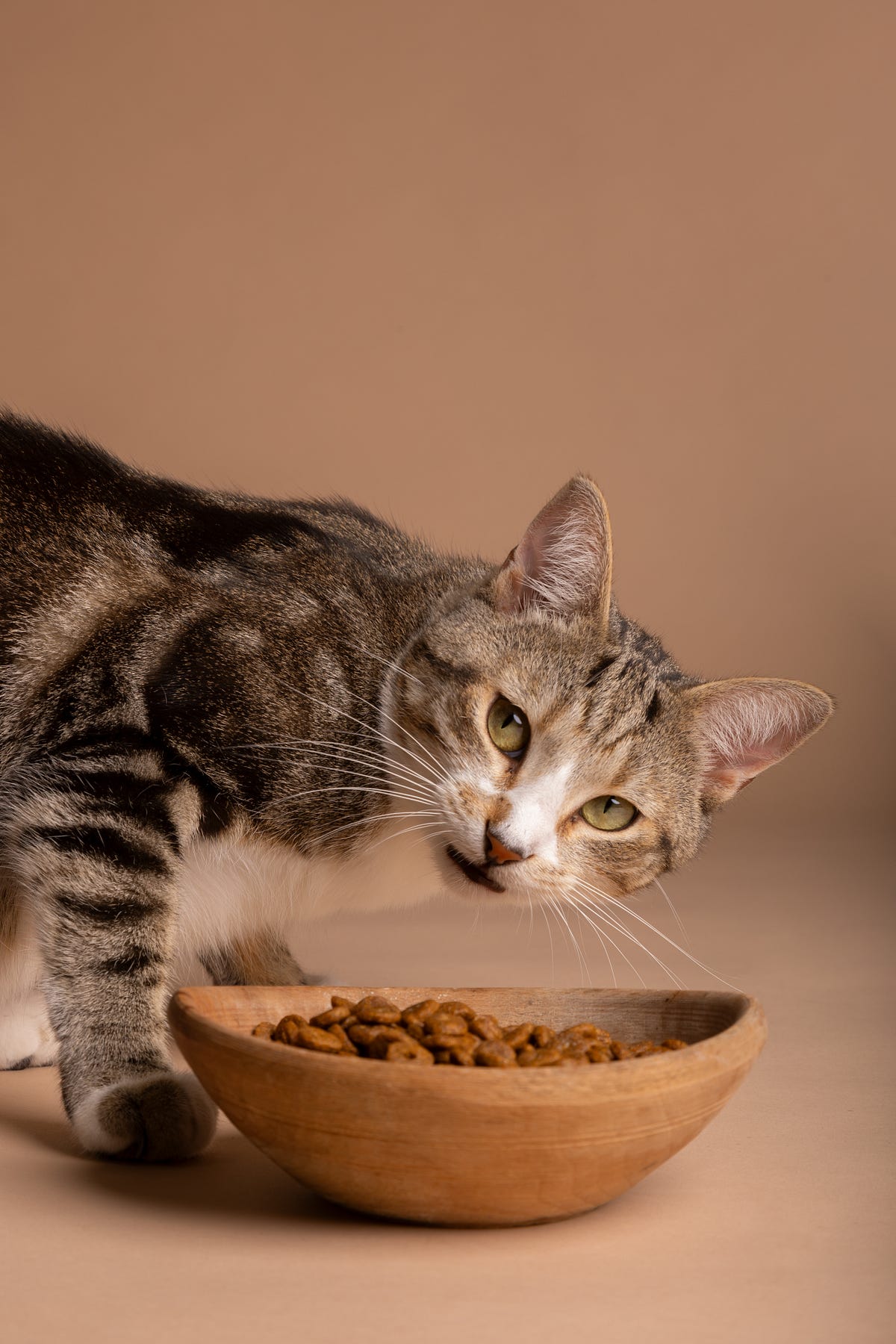 can-cats-eat-deer-meat-exploring-feline-nutrition-and-cat-food