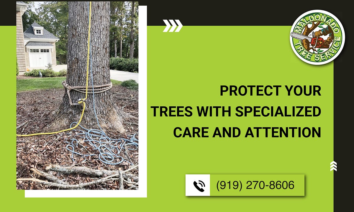 Ensure Healthy Growth with Top Tree Care Services