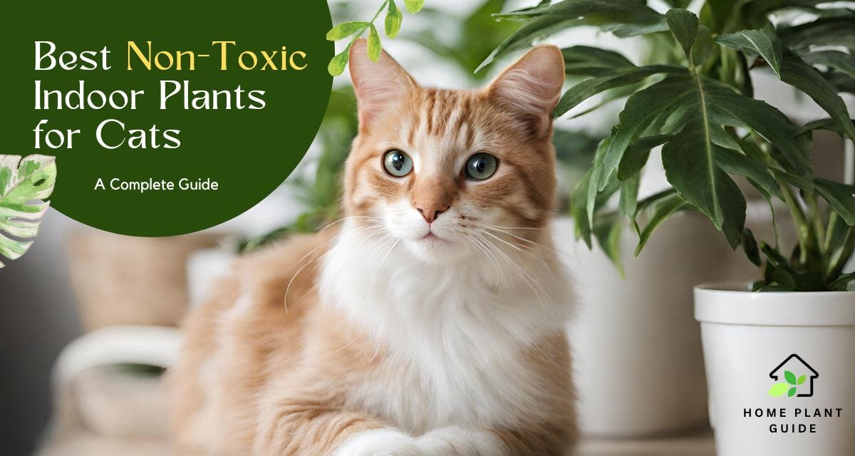 7 Best NonToxic Indoor Plants for Cats by HOME PLANT GUIDE Mar
