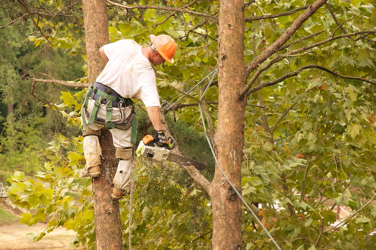 Tree Service Pompano Beach