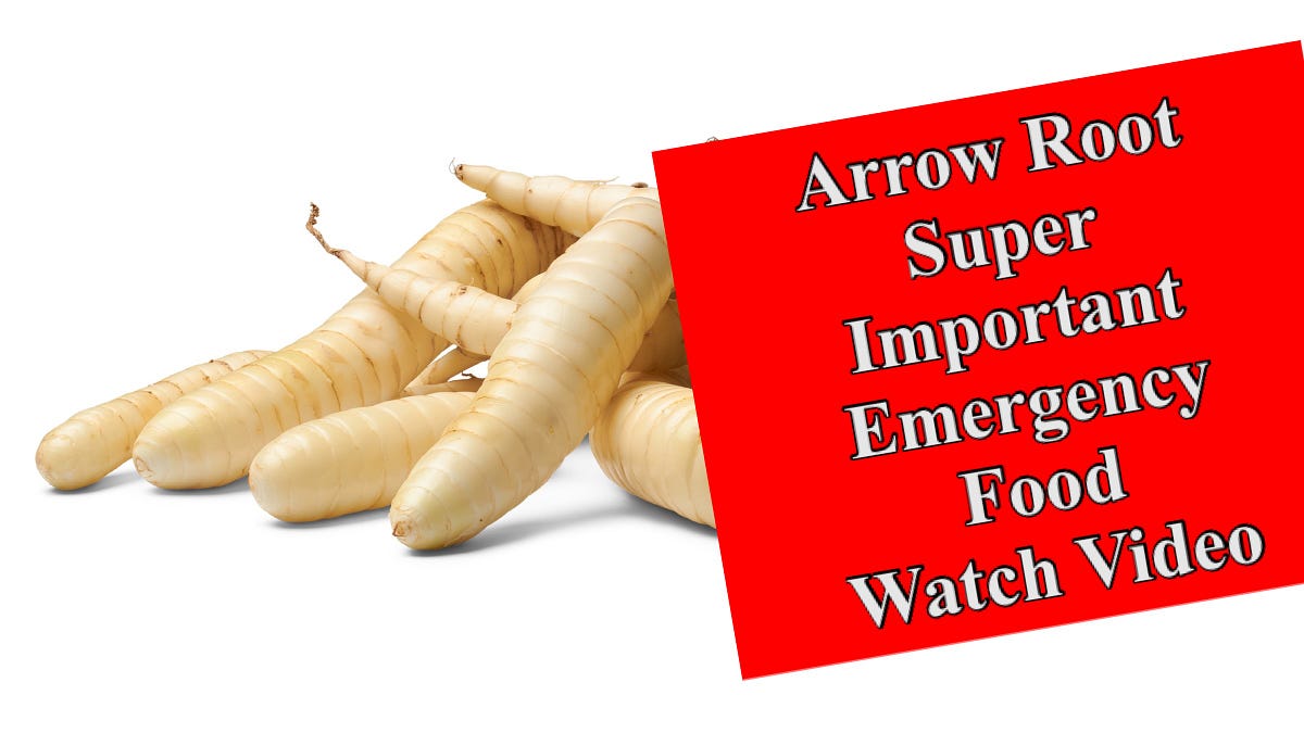 Arrow Root a Super Important Emergency Food - Dr. Paul Haider - Award ...