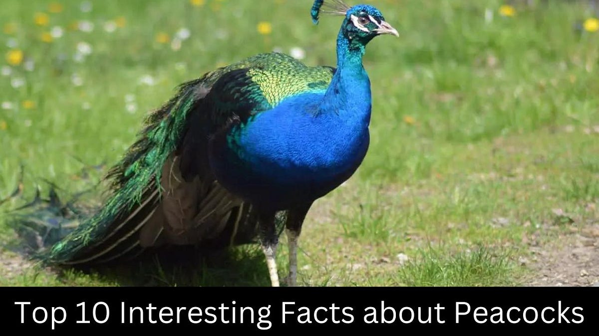 Interesting Facts about Peacocks — Facts Plant | by Fact Zone | Medium