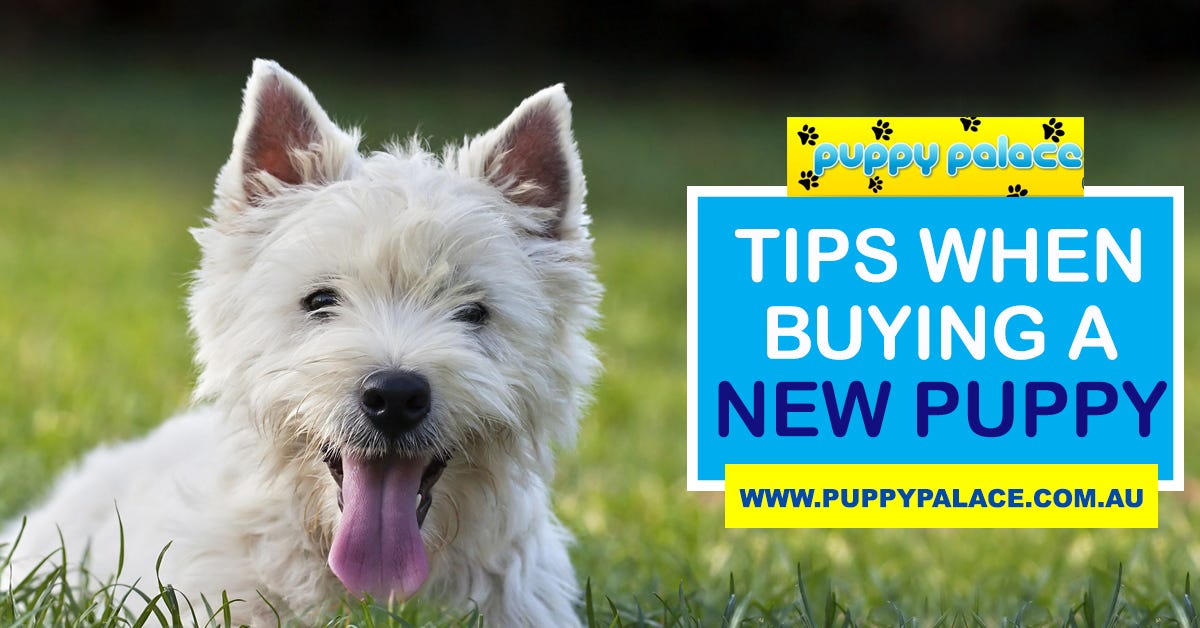 5 Tips When Buying a New Puppy. There is nothing more exciting than