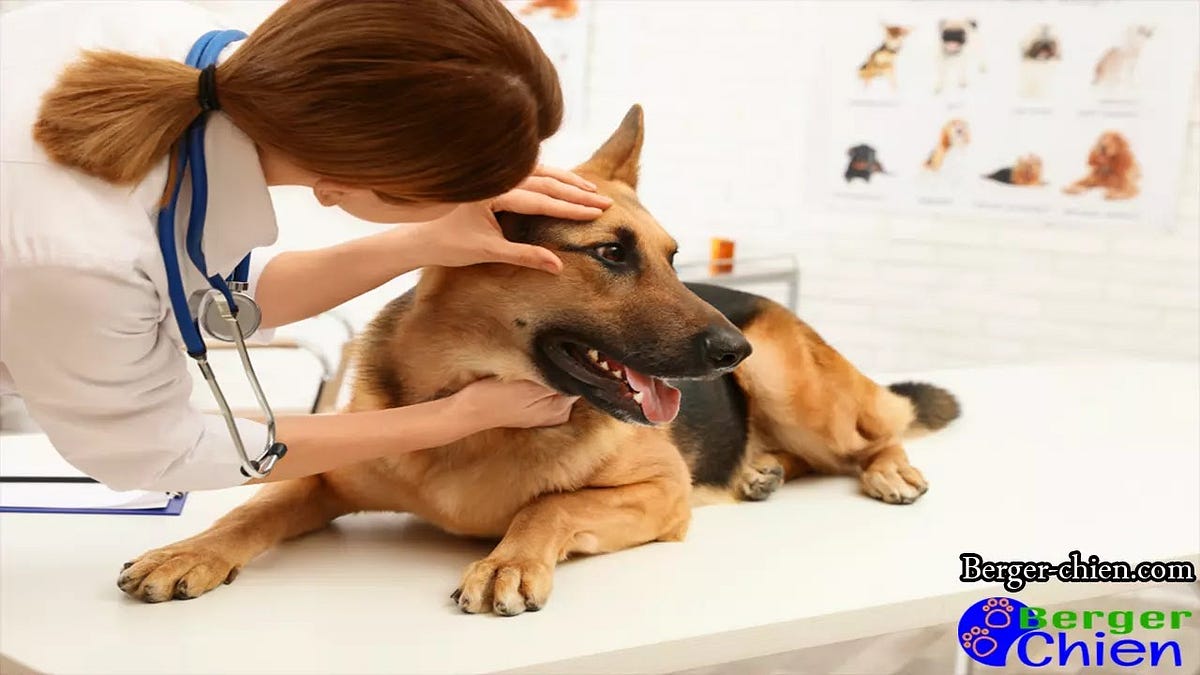 Syndrome vestibulaire chien Signes, causes, traitement, Prévention by ChienBerger Medium