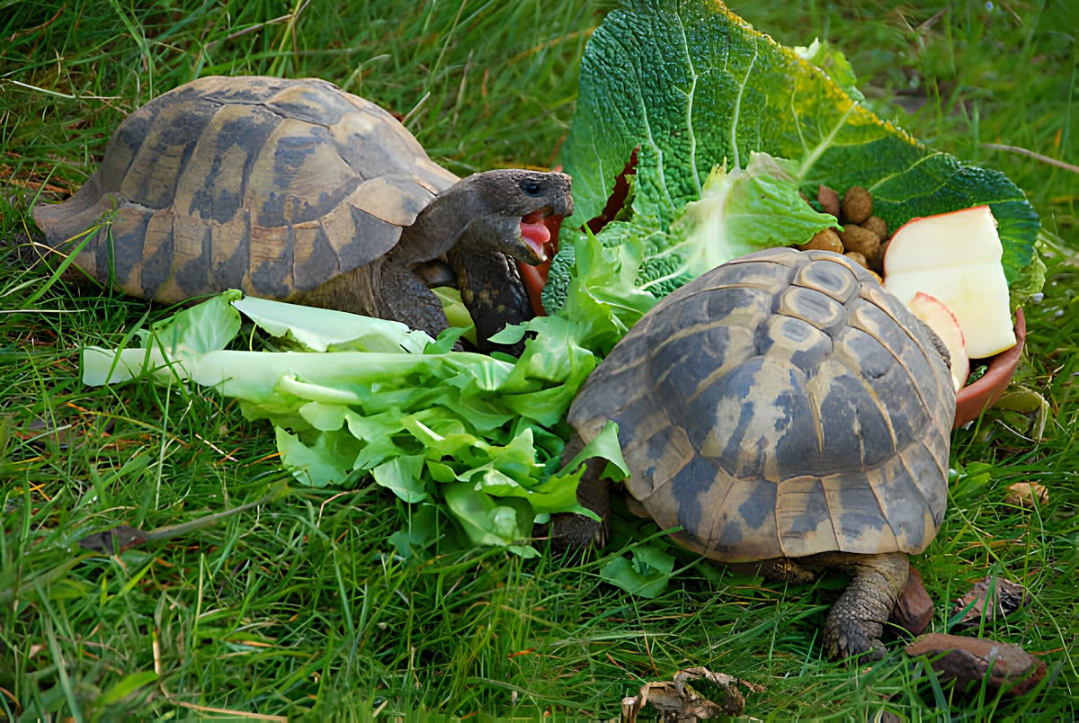 “Celery Quest Unraveling the Mystery of Turtles and Celery Consumption