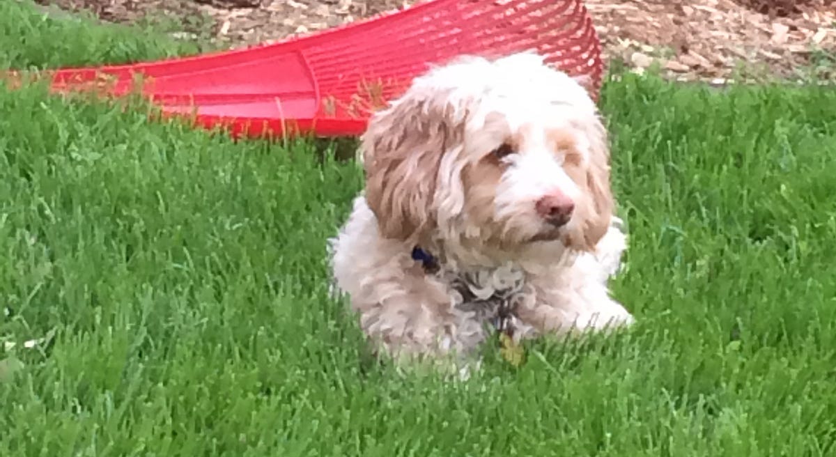 My Dog Made Me Do It. One morning Ringo, my fluffy Cockapoo… by Afton