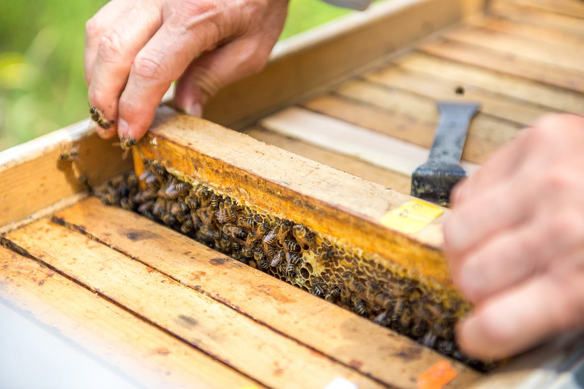 Commercial Hives Might Be Saving Crops, But They're Killing Wild Bees, Smart News