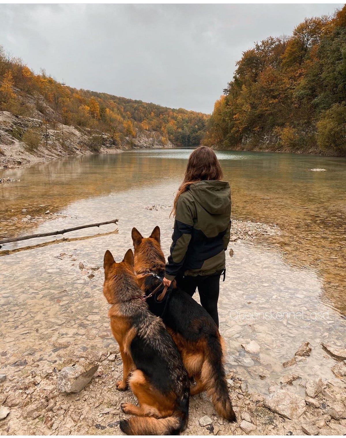 5 BEST DOG BREEDS FOR BEGINNERS. Globally , the demand for pets is