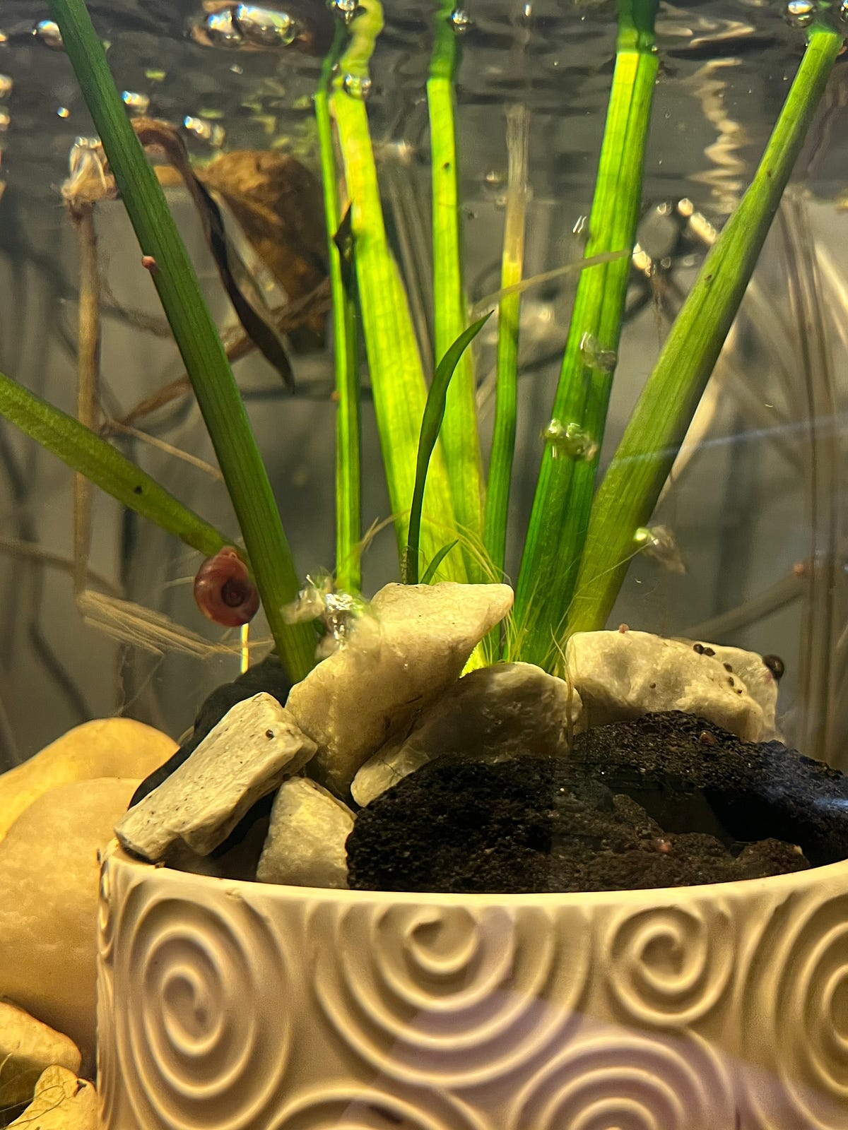 Aquarium Starter Bacteria, What you Need To Know by Justin Chmiel