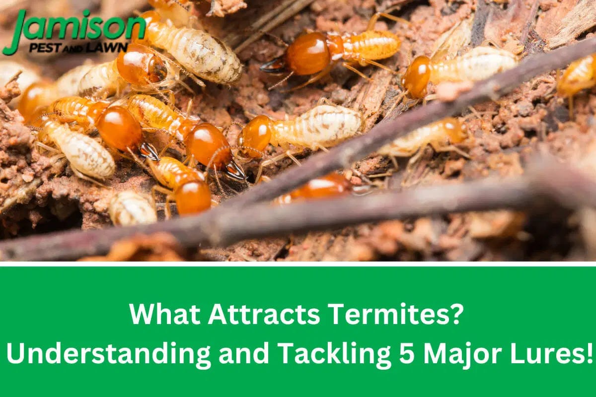 What Attracts Termites? Understanding and Tackling 5 Major Lures