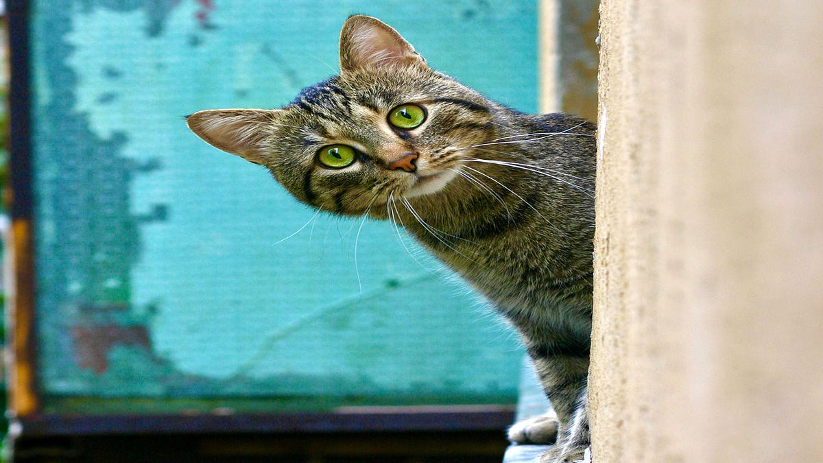 Tips to Get Any Cat to Like You More by Make Yourself Knowledgeable