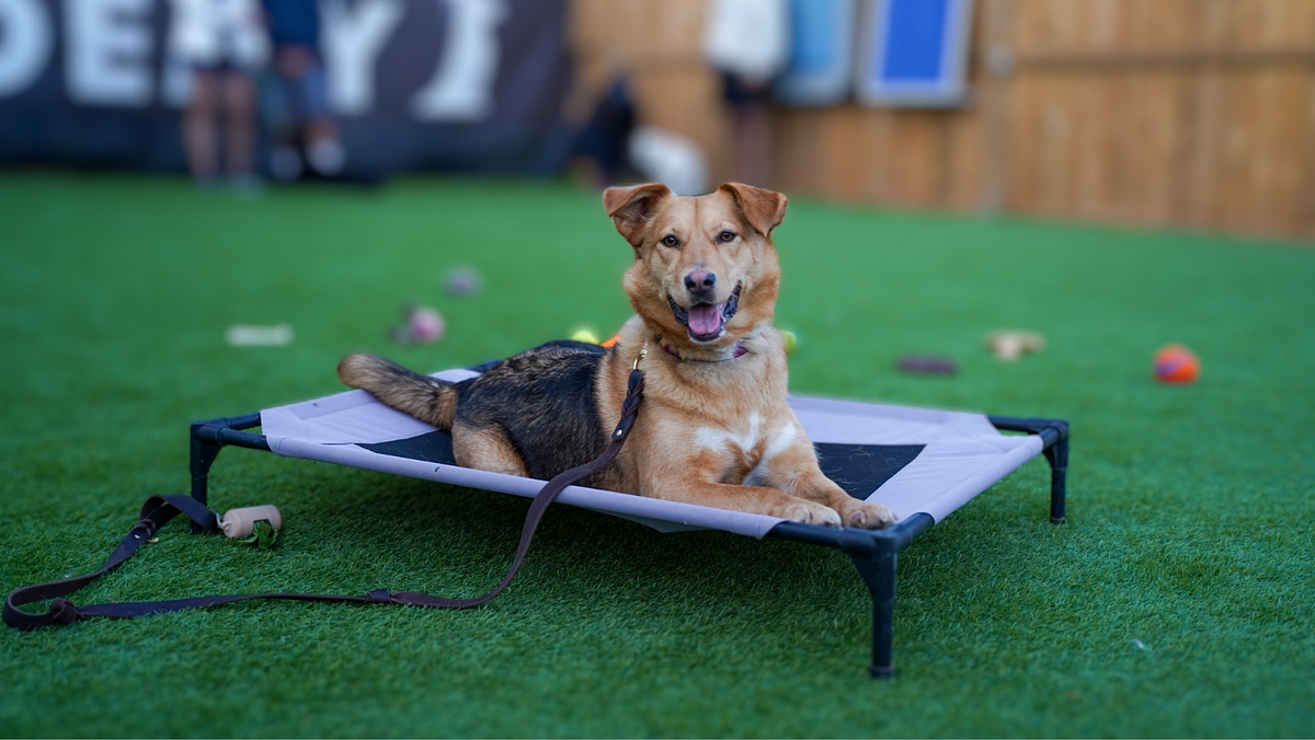Unleash Your Dog’s Potential: Exploring the Benefits of Dog Training ...