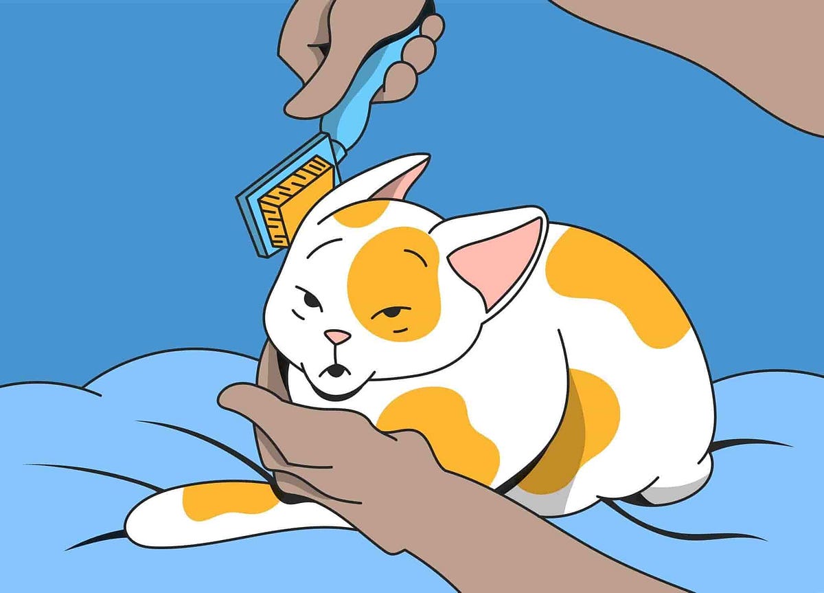 What Causes Matted Cat Fur And How To Detangle It by Petcube Medium