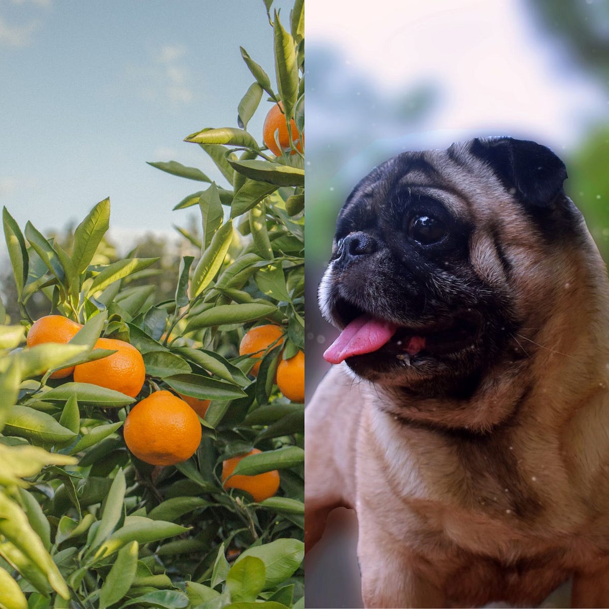 Can Dogs Eat Oranges? Unraveling the Citrus Conundrum by Shailesh