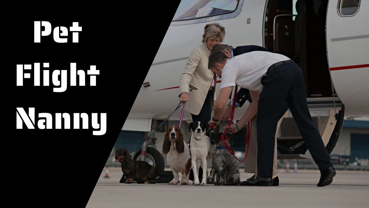 Flight Nanny Services for Your Furry Friend Medium