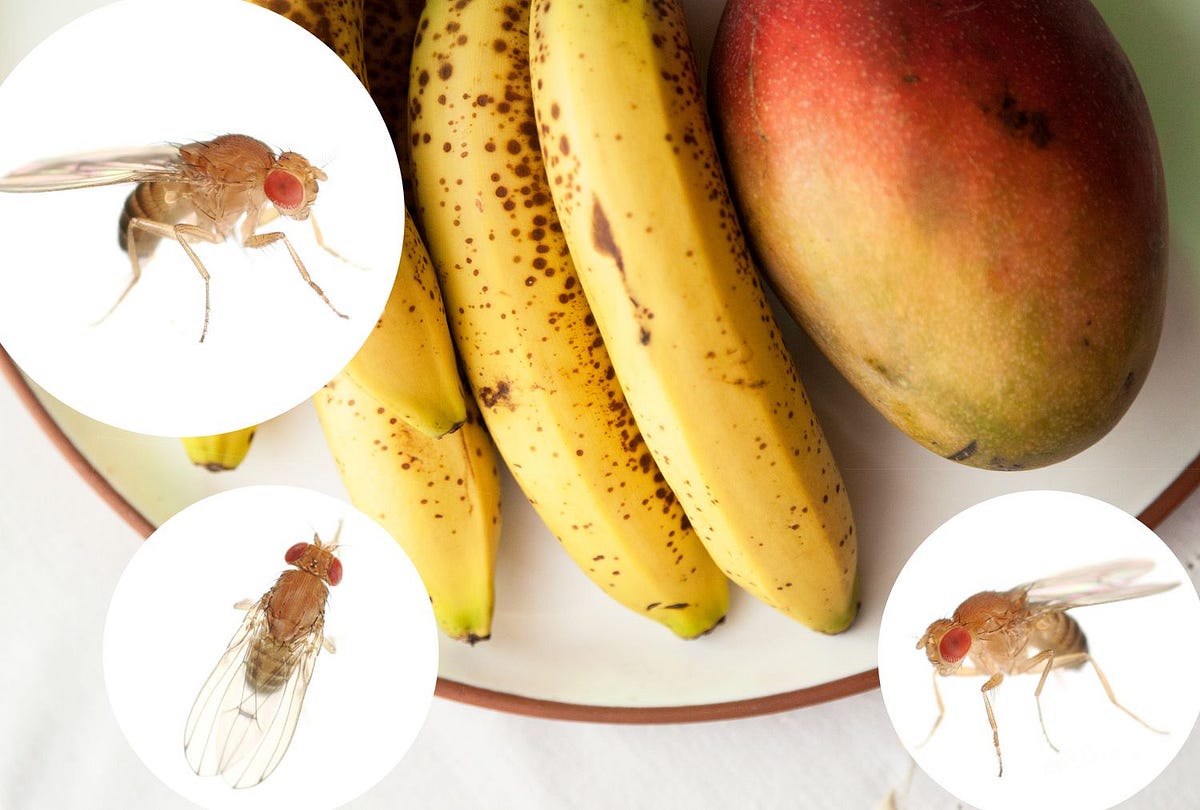 How to Get Rid of Fruit Flies Effective Tips and Tricks for a Pest