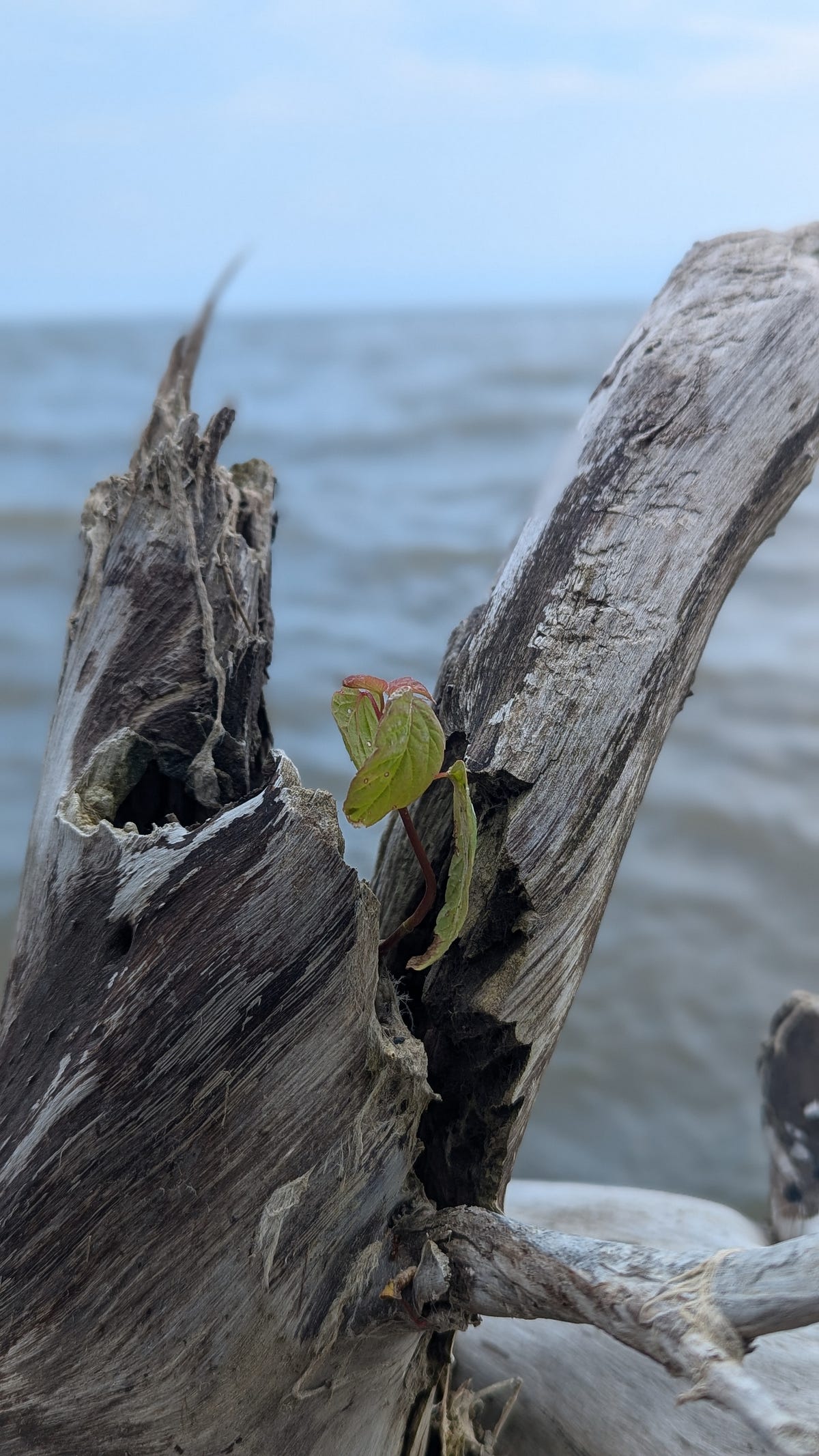 The Art of Observing. Listen, I’m not trying to say we should… | by ...