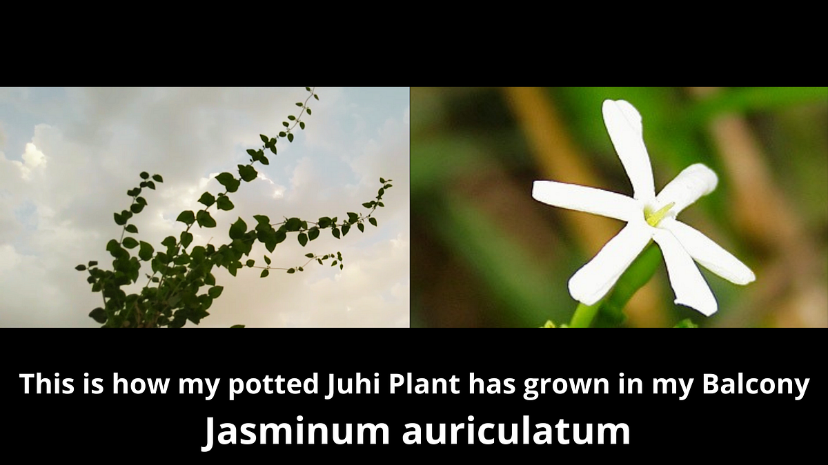 My Story of Growing Juhi Jasmine Plant in my Balcony (Jasminum