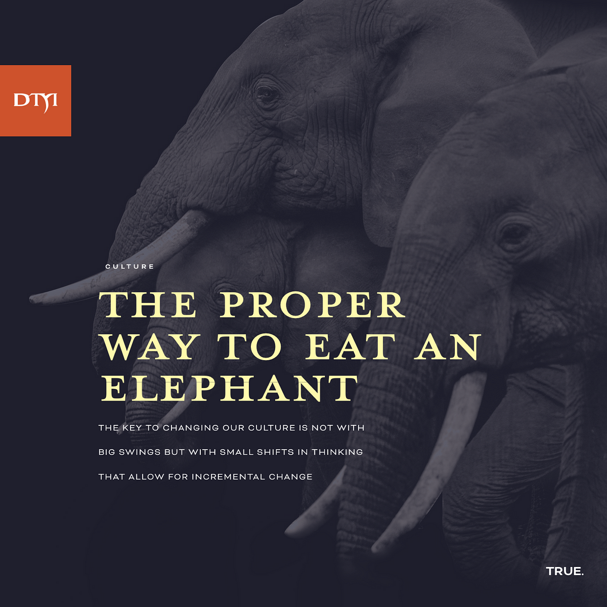 Elephant Warrior Movie