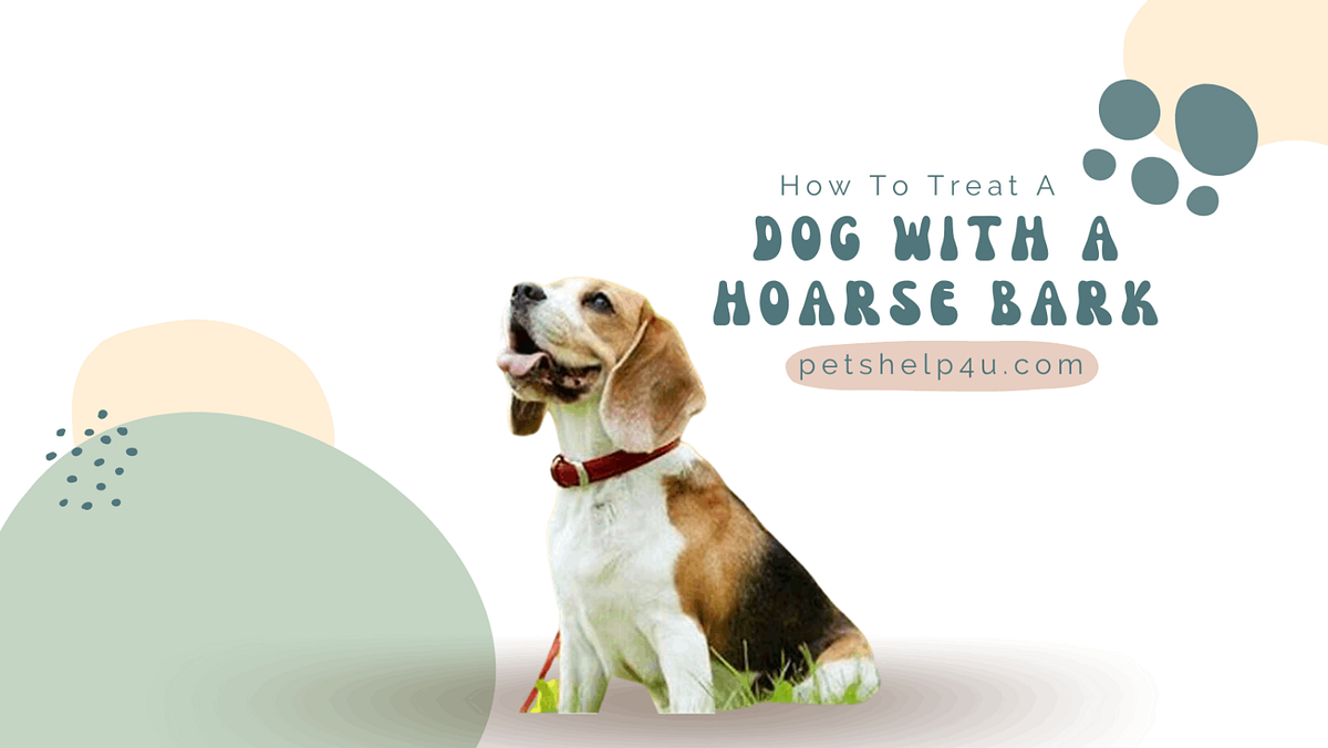 How To Treat A Dog With A Hoarse Bark by Petshelp4u Medium