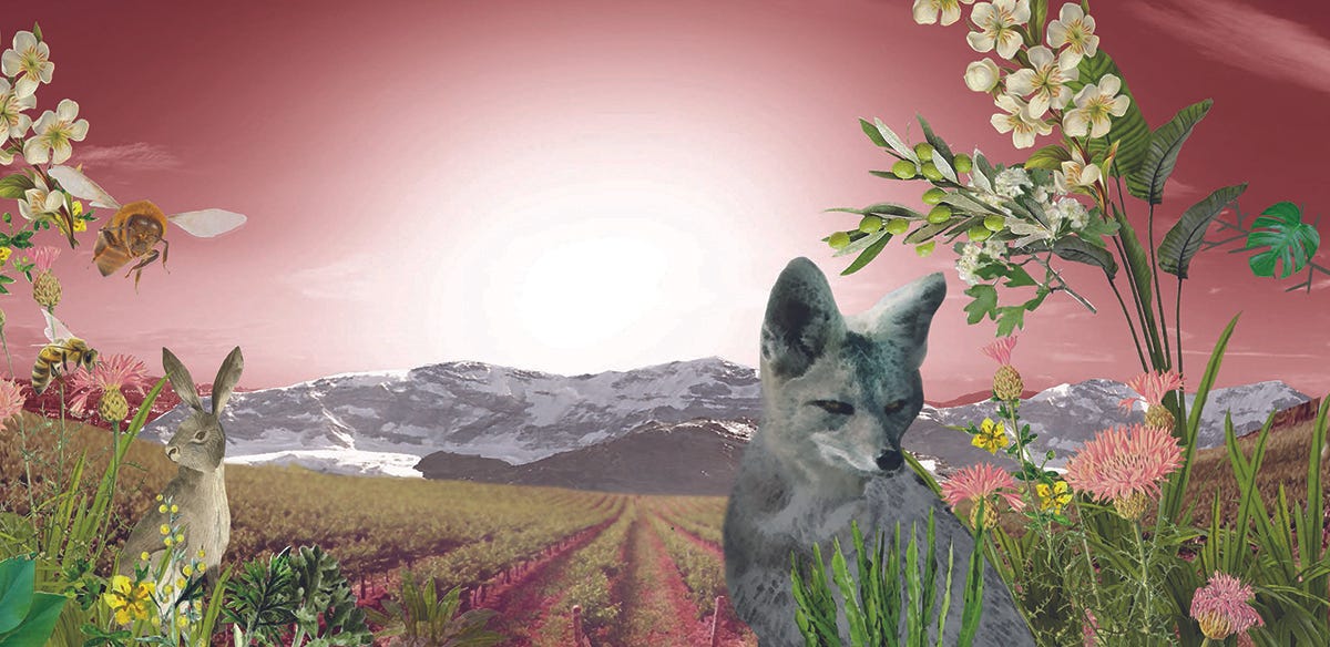 Durigutti Family Winemakers incursiona en los vermut con su nueva marca “Guardianes del Cerro”