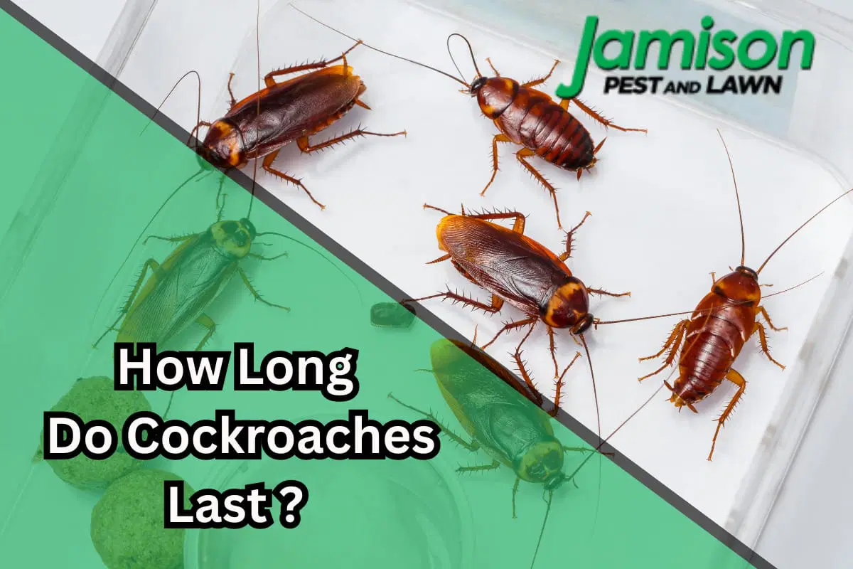How Long Do Cockroaches Live? A Closer Look At Their Lifespan Jamison Pest and Lawn Medium