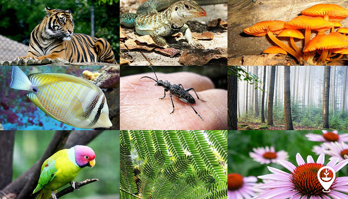What is biodiversity and why does it matter? | by Bas Fransen, CEO  EcoMatcher | Medium