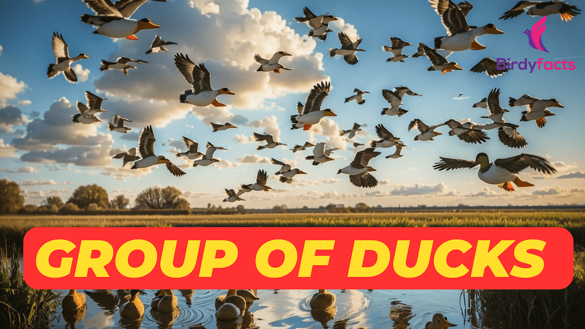 Group of Ducks The Fascinating World of Duck Behavior & Terminology