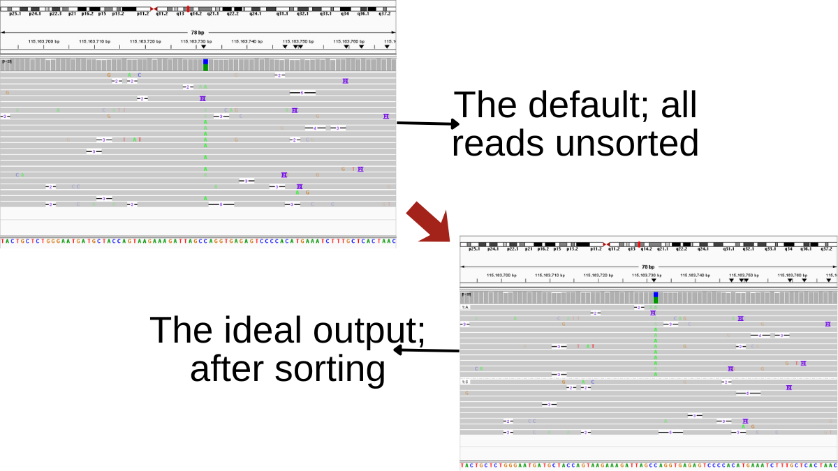 An IGVshot of a genomic region with a C>A base change showing what the reads would look like before and after grouping by base for methylation comparison.