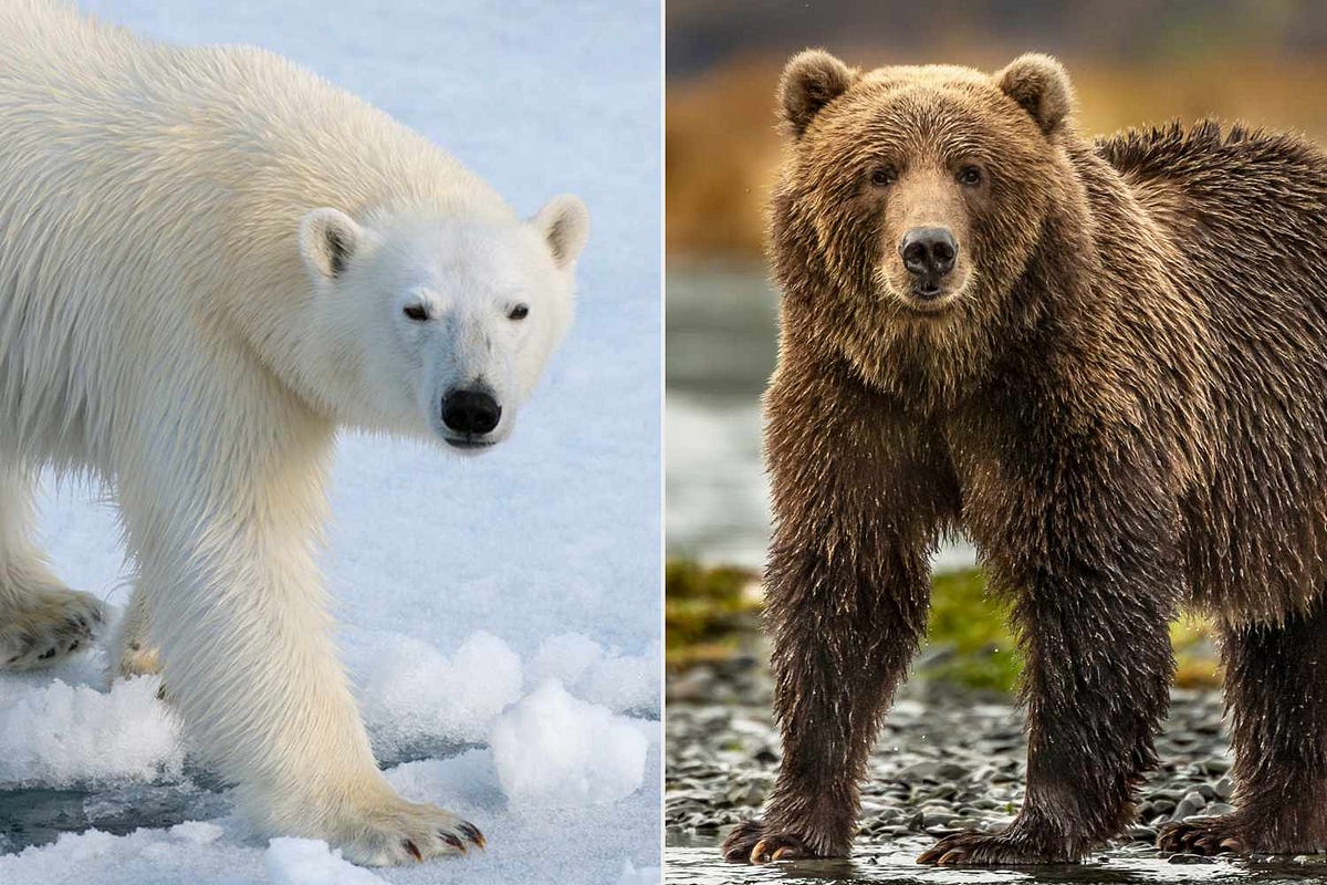 Who would Win? Grizzly Bear vs Polar Bear | by Henri Coorevits | Medium