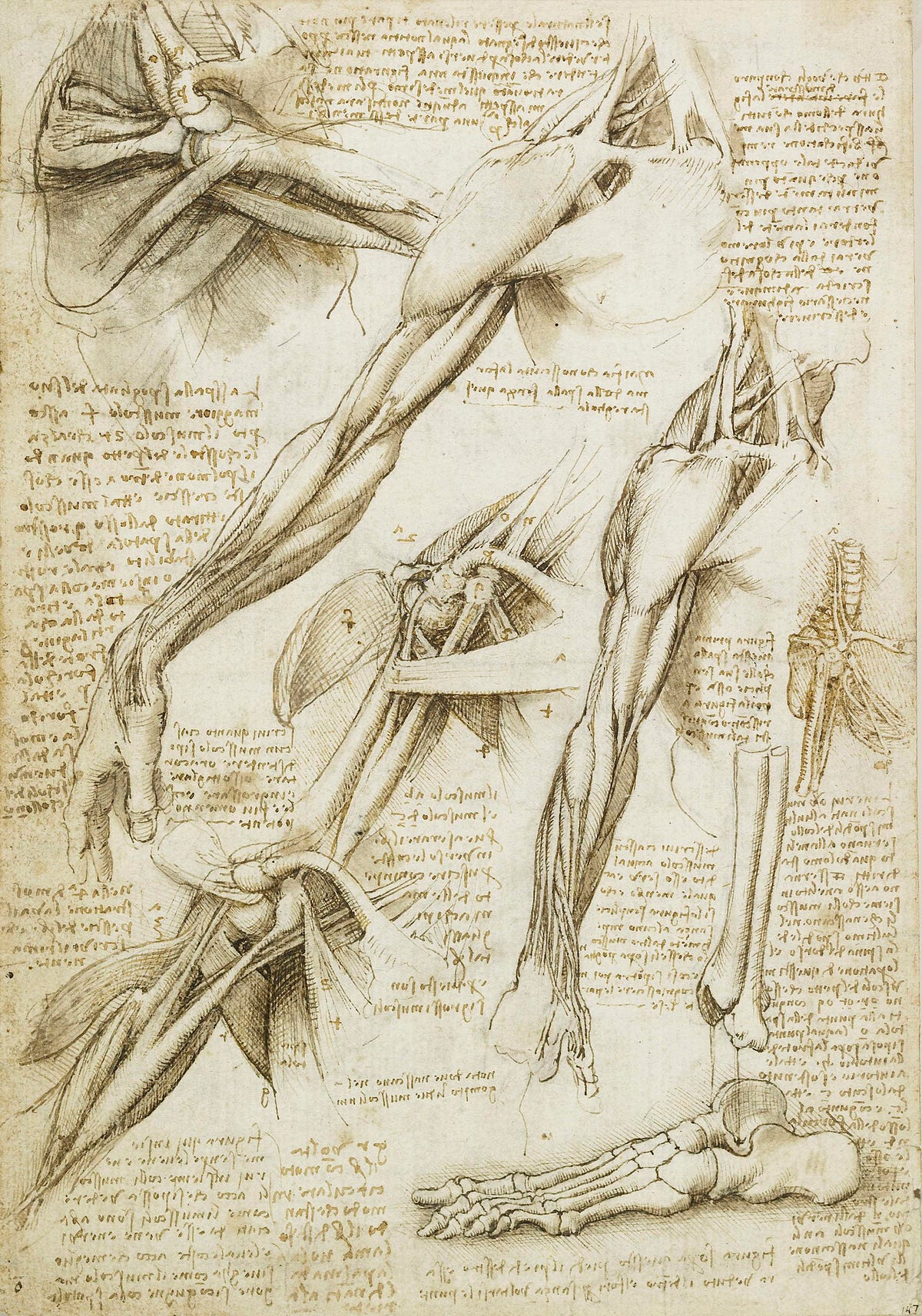 Human Body Part That Stumped Leonardo da Vinci Revealed