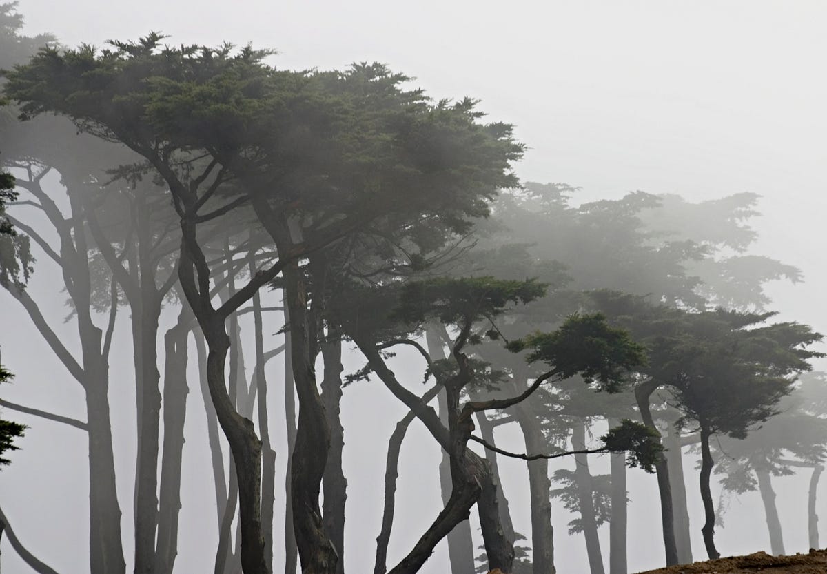 Image of: 5 Gloomy Hikes to Take in San Francisco