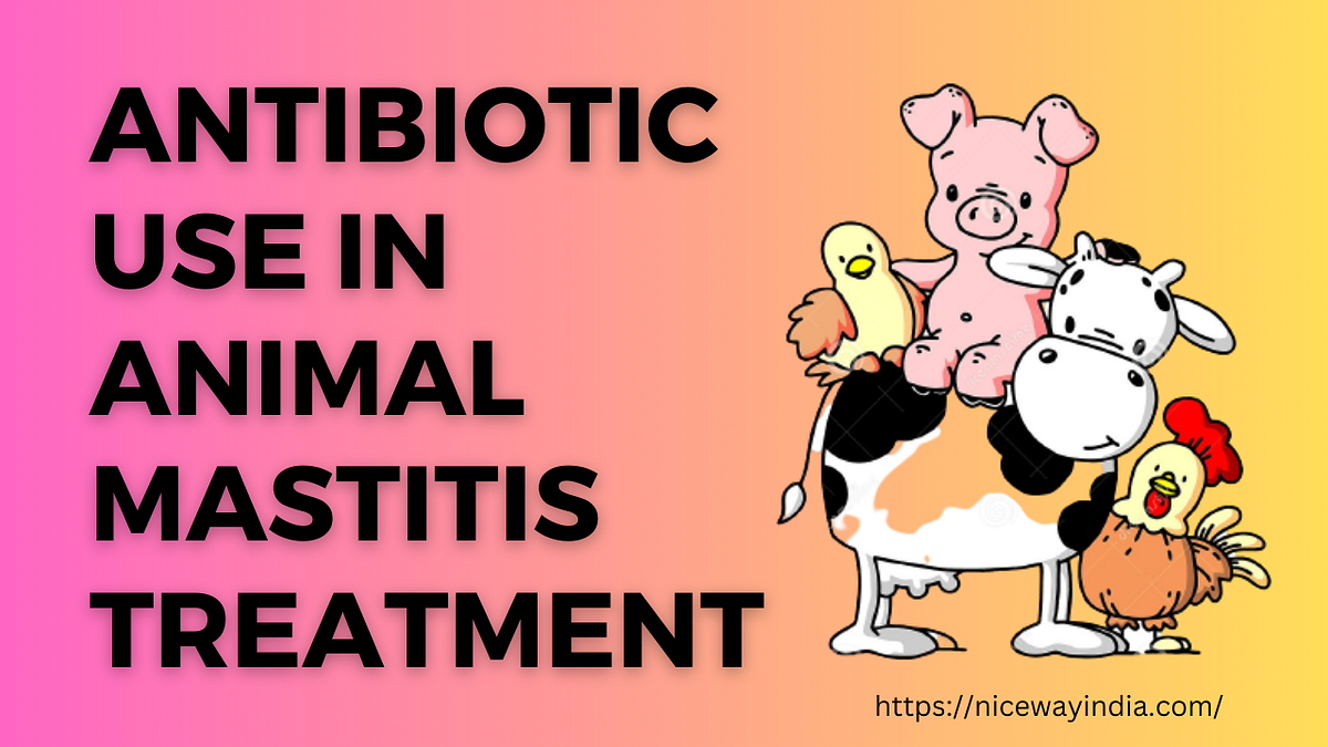 Responsible Antibiotic Use in Mastitis Treatment Educating for