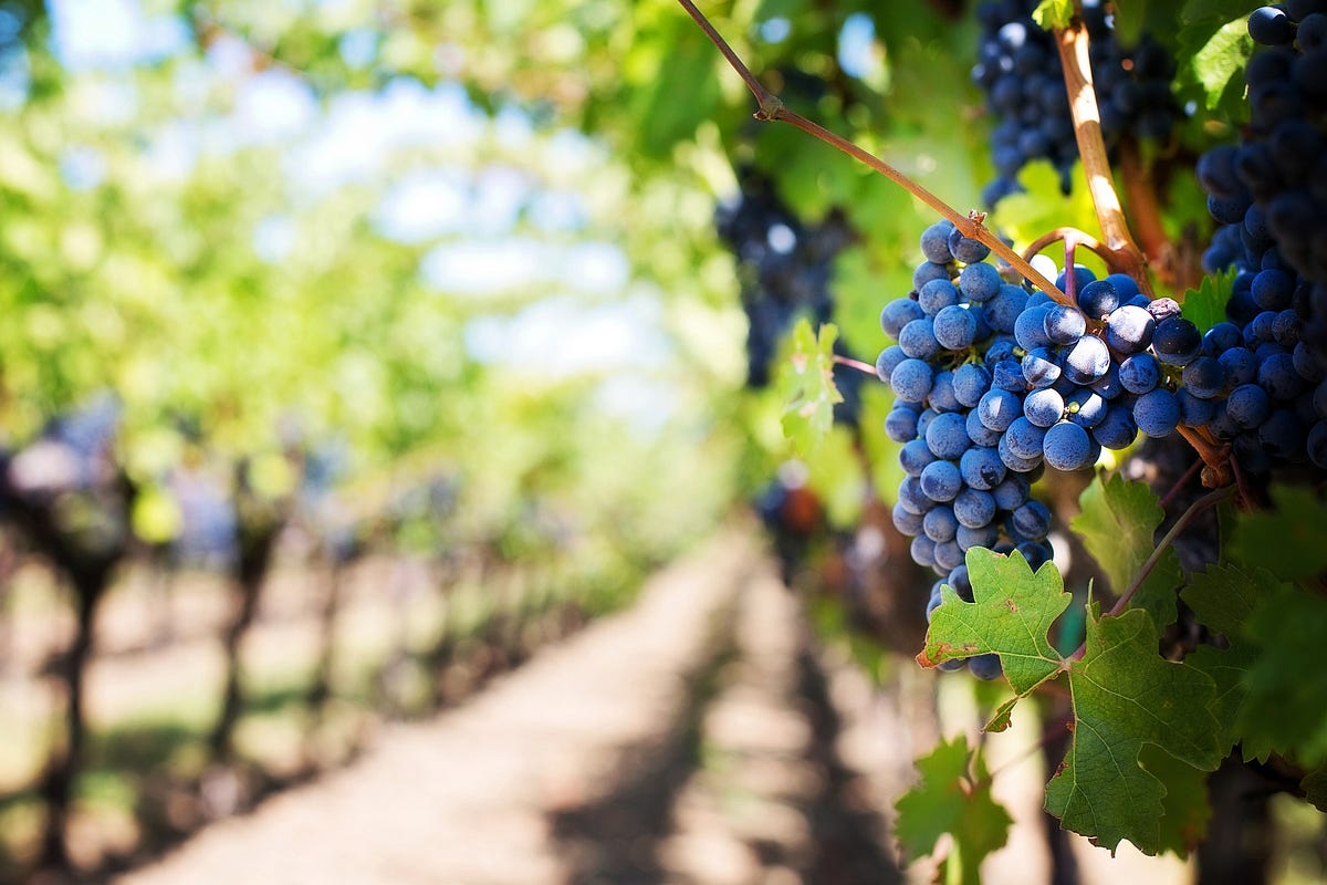 Benefits of Grapes Are Grapes Good for You? Health Life Care Medium