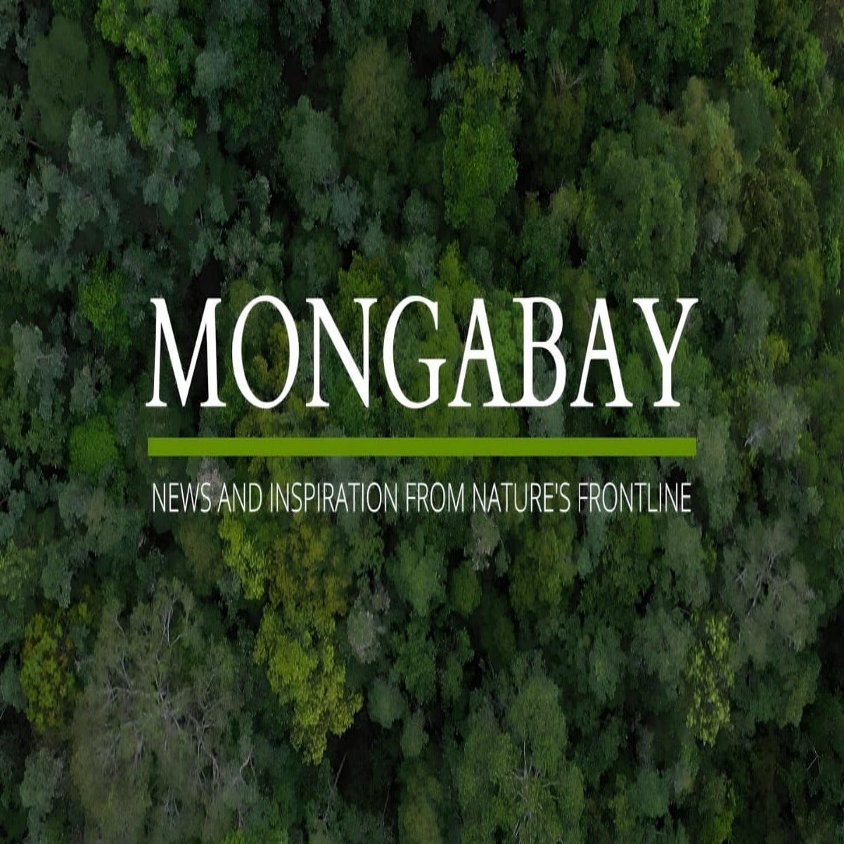 MONGABAY Internship Program 2024 For Students And Graduates By