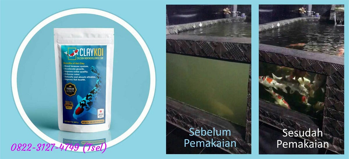 Cara Memelihara Koi di Kolam Semen agar Sehat dan Indah Cara Memelihara Koi di Kolam Semen agar Sehat dan Indah