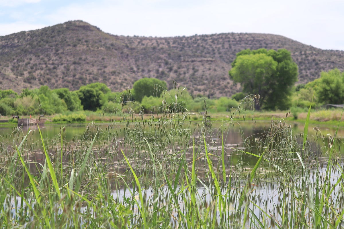 Spring Saunter in a Rare Desert Riparian Area | by Ashley Lynn ...