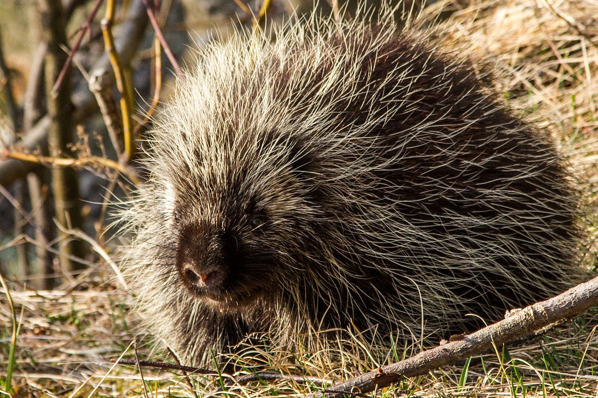 Research Report 21 — Of Porcupines and People by Mohonk Preserve