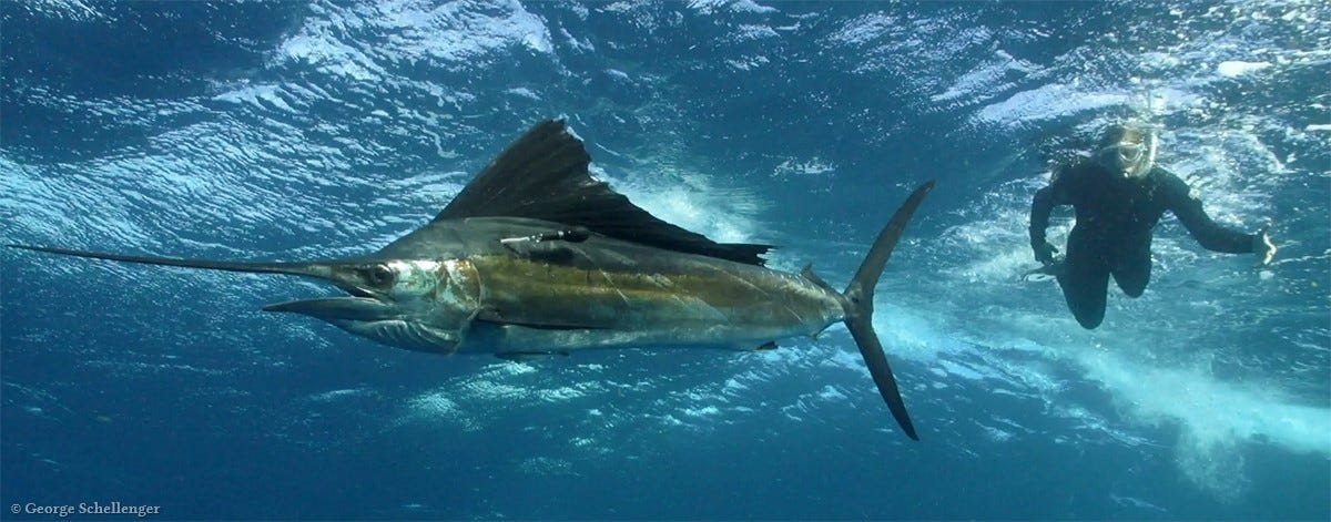 Riding with sailfish to Northwest Atlantic Ocean hotspots, by Tuna Lab  @Large Pelagics